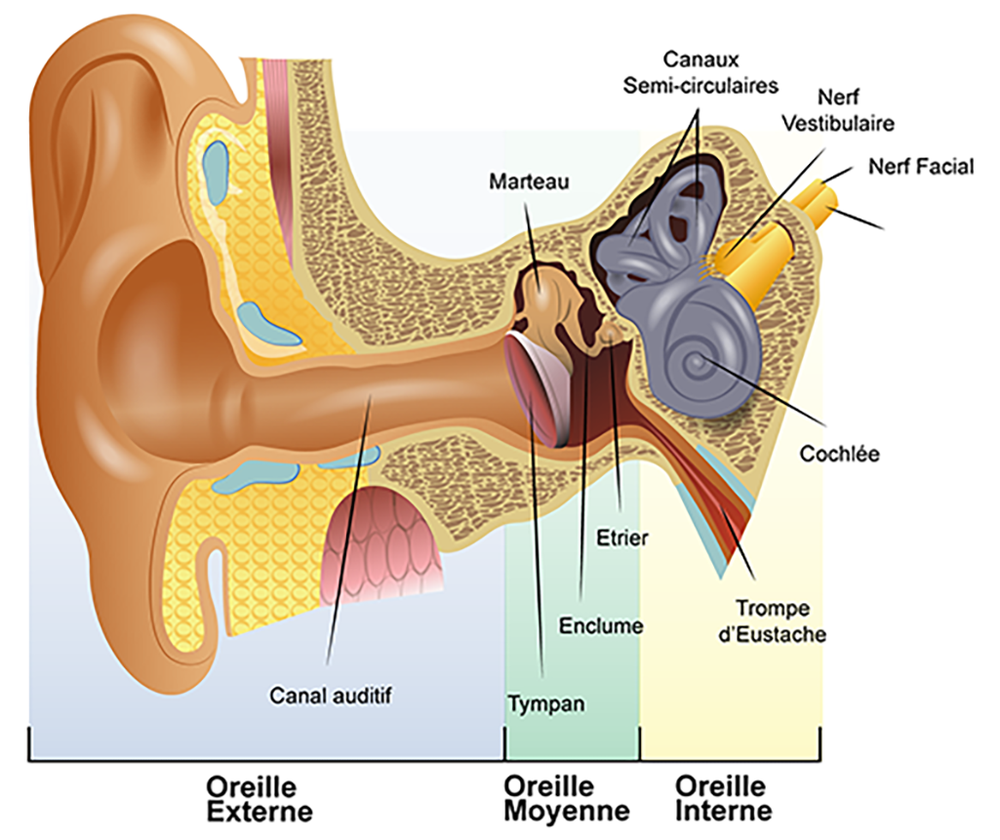 🔎 Oreille - Définition et Explications